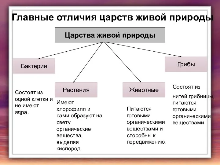 Царства живой природы Бактерии Грибы Растения Животные Состоят из одной клетки и