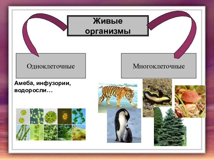 Живые организмы Одноклеточные Многоклеточные Амеба, инфузории, водоросли…