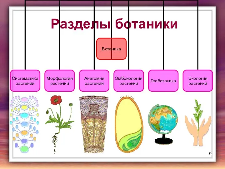 Разделы ботаники