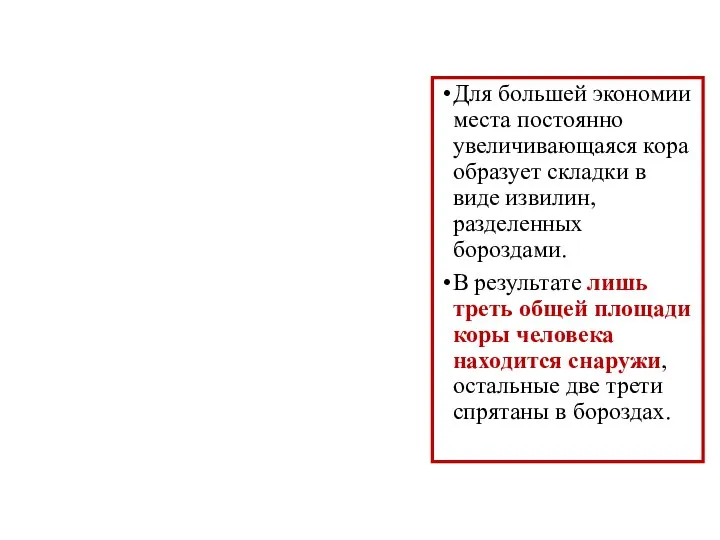 Для большей экономии места постоянно увеличивающаяся кора образует складки в виде извилин,