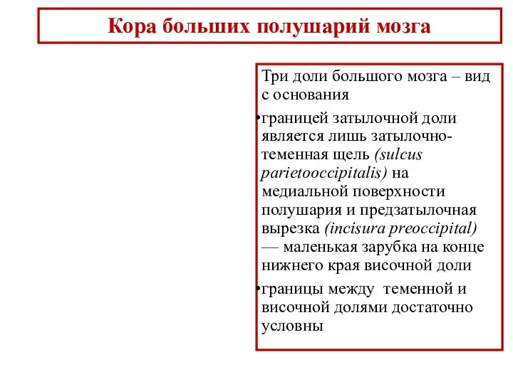 Три доли большого мозга – вид с основания границей затылочной доли является