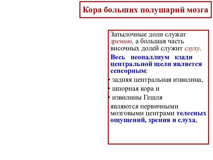 Затылочные доли служат зрению, а большая часть височных долей служит слуху. Весь