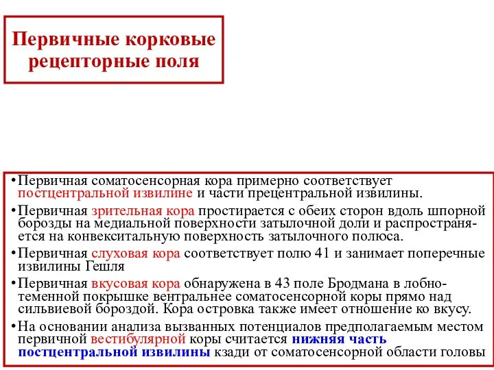 Первичная соматосенсорная кора примерно соответствует постцентральной извилине и части прецентральной извилины. Первичная