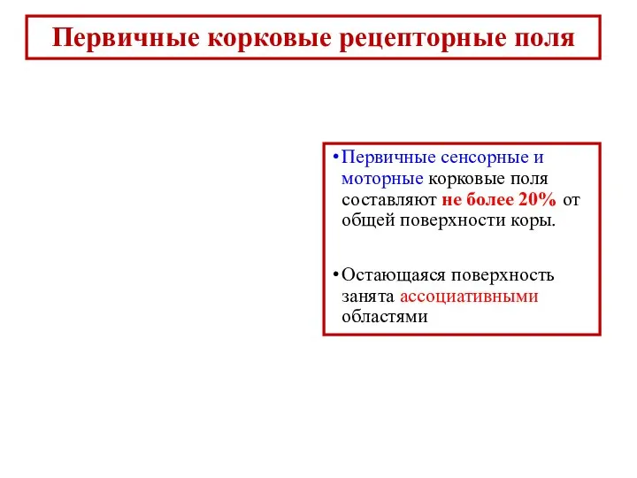 Первичные сенсорные и моторные корковые поля составляют не более 20% от общей