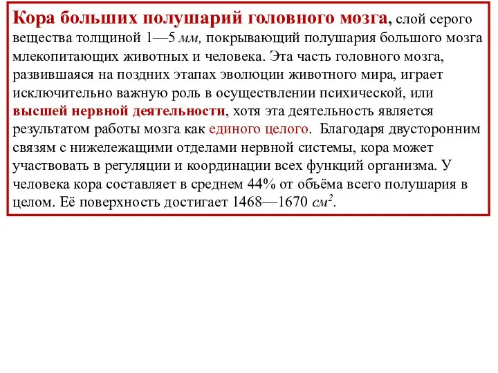 Кора больших полушарий головного мозга, слой серого вещества толщиной 1—5 мм, покрывающий