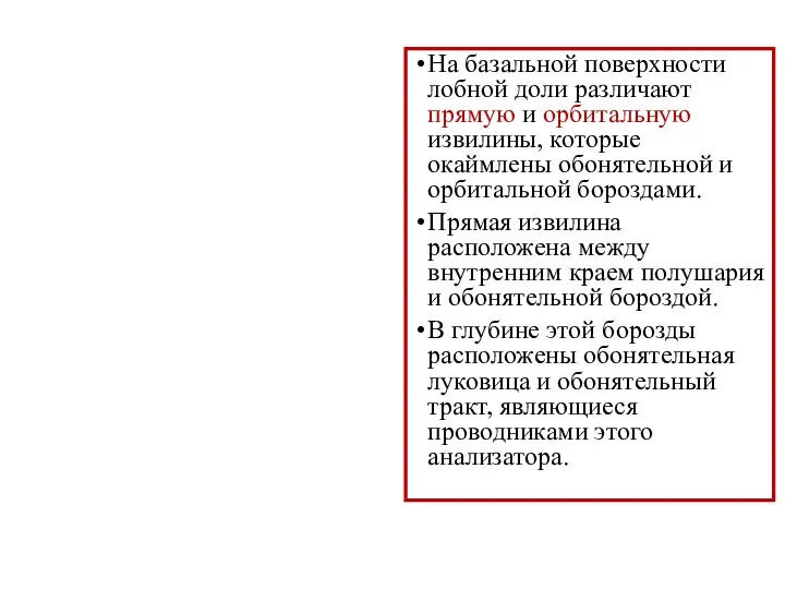 На базальной поверхности лобной доли различают прямую и орбитальную извилины, которые окаймлены