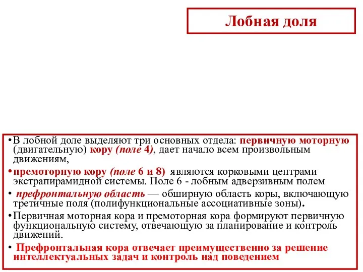 Лобная доля В лобной доле выделяют три основных отдела: первичную моторную (двигательную)