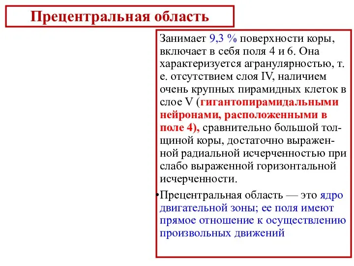 Прецентральная область Занимает 9,3 % поверхности коры, включает в себя поля 4