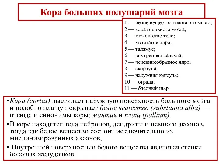 Кора больших полушарий мозга Кора (cortex) выстилает наружную поверхность большого мозга и