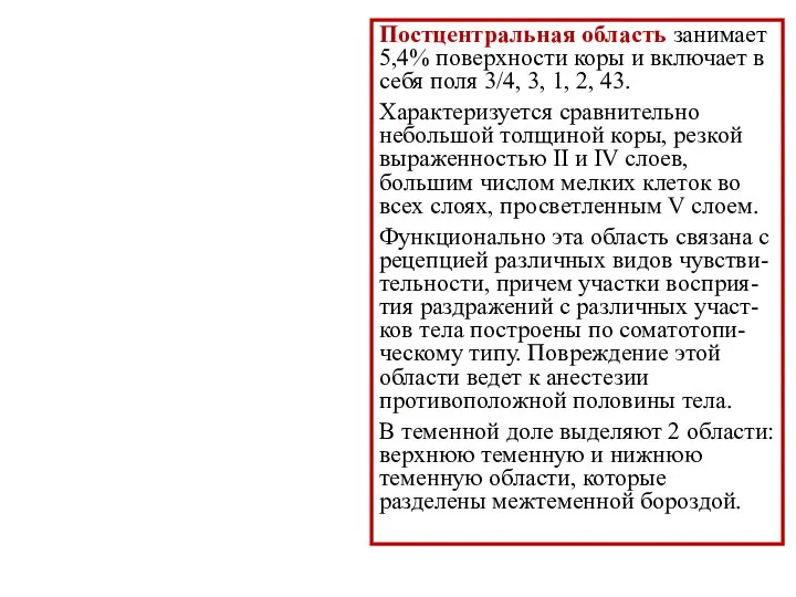 Постцентральная область занимает 5,4% поверхности коры и включает в себя поля 3/4,