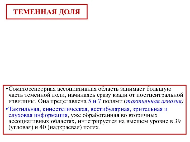 Соматосенсорная ассоциативная область занимает большую часть теменной доли, начинаясь сразу кзади от