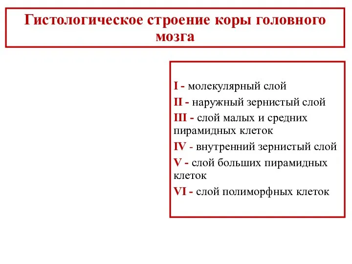 Гистологическое строение коры головного мозга I - молекулярный слой II - наружный