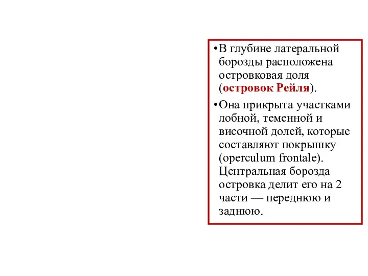 В глубине латеральной борозды расположена островковая доля (островок Рейля). Она прикрыта участками