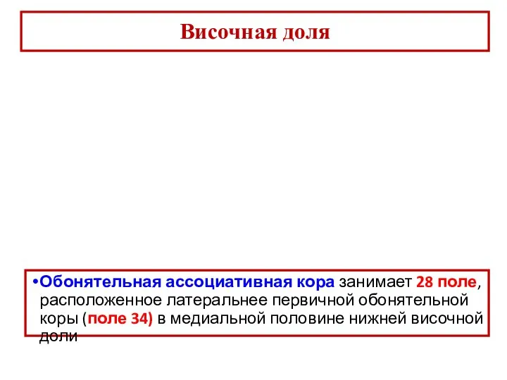 Височная доля Обонятельная ассоциативная кора занимает 28 поле, расположенное латеральнее первичной обонятельной