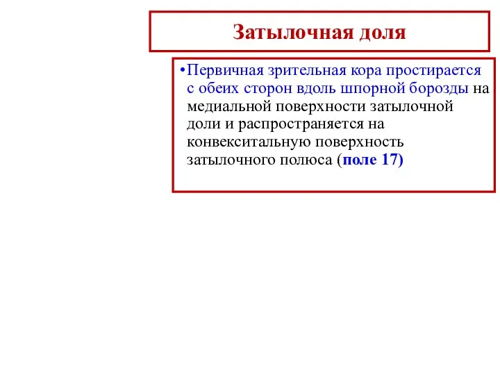 Затылочная доля Первичная зрительная кора простирается с обеих сторон вдоль шпорной борозды