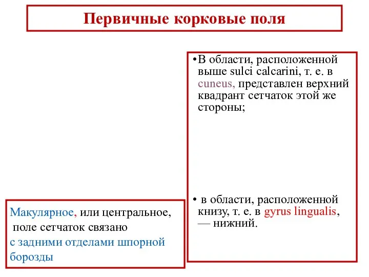 Первичные корковые поля В области, расположенной выше sulci calcarini, т. е. в