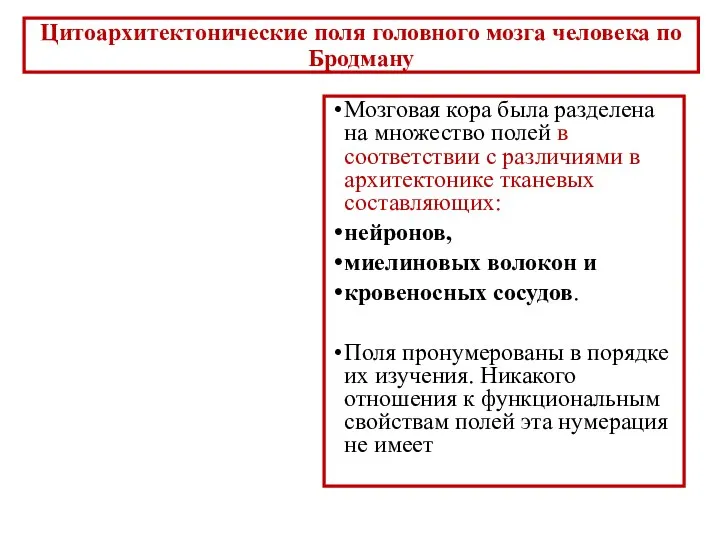 Цитоархитектонические поля головного мозга человека по Бродману Мозговая кора была разделена на