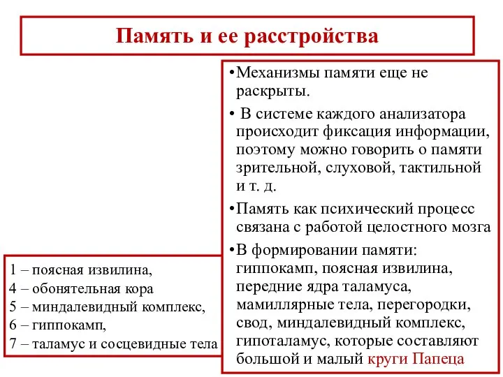 Память и ее расстройства 1 – поясная извилина, 4 – обонятельная кора