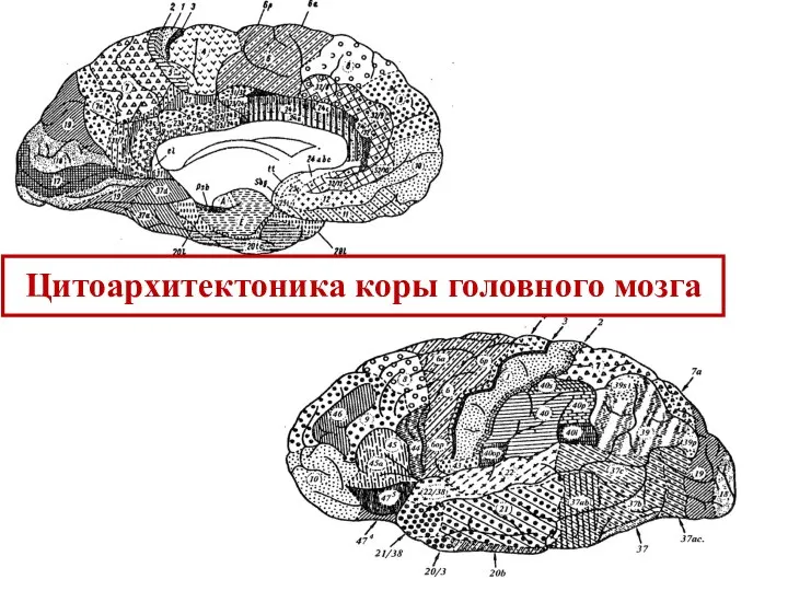 Цитоархитектоника коры головного мозга