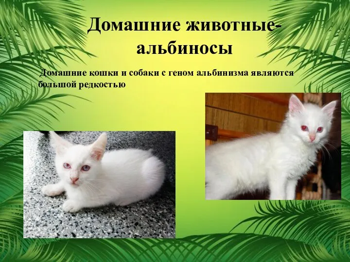 Домашние животные-альбиносы Домашние кошки и собаки с геном альбинизма являются большой редкостью