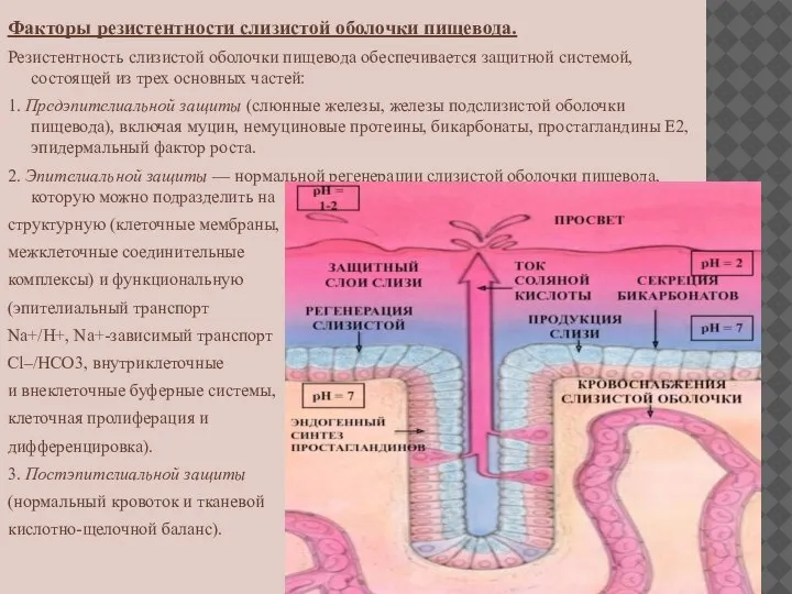 Факторы резистентности слизистой оболочки пищевода. Резистентность слизистой оболочки пищевода обеспечивается защитной системой,