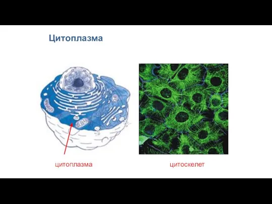 Цитоплазма цитоплазма цитоскелет