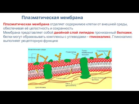 Плазматическая мембрана Плазматическая мембрана отделяет содержимое клетки от внешней среды, обеспечивая её