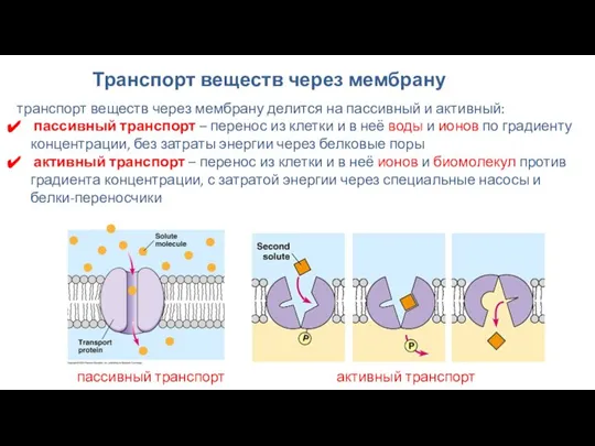 Транспорт веществ через мембрану транспорт веществ через мембрану делится на пассивный и