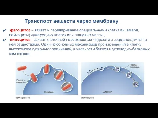 фагоцитоз – захват и переваривание специальными клетками (амеба, лейкоциты) чужеродных клеток или