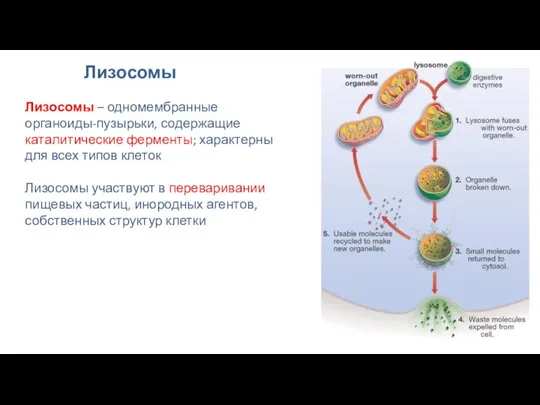 Лизосомы Лизосомы – одномембранные органоиды-пузырьки, содержащие каталитические ферменты; характерны для всех типов