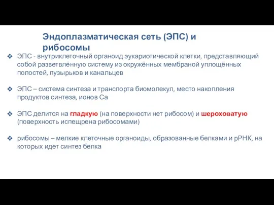 Эндоплазматическая сеть (ЭПС) и рибосомы ЭПС - внутриклеточный органоид эукариотической клетки, представляющий