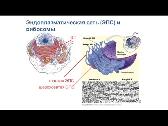 Эндоплазматическая сеть (ЭПС) и рибосомы ЭПС гладкая ЭПС шероховатая ЭПС