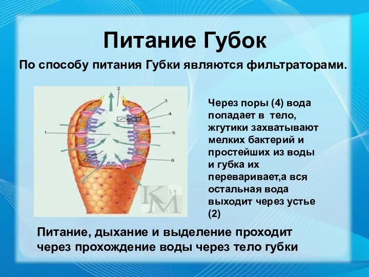 Питание Губок По способу питания Губки являются фильтраторами. Питание, дыхание и выделение