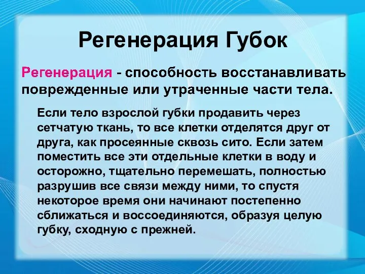 Регенерация Губок Если тело взрослой губки продавить через сетчатую ткань, то все