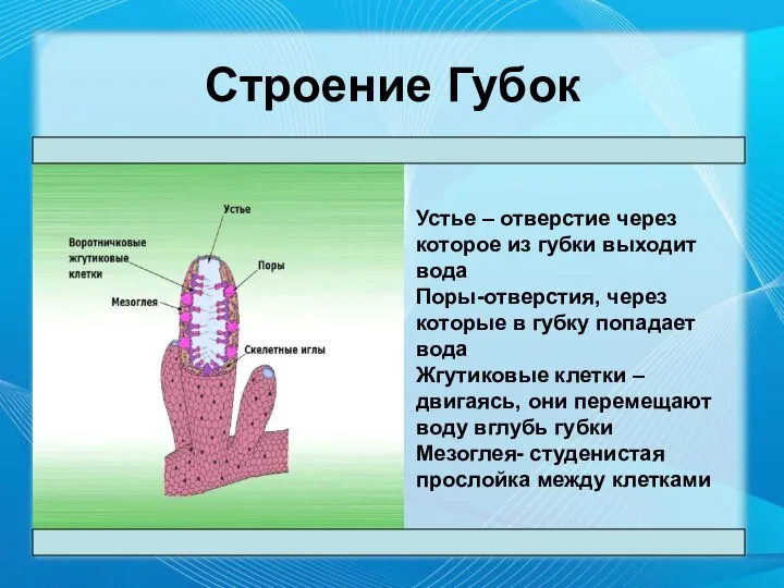 Строение Губок Устье – отверстие через которое из губки выходит вода Поры-отверстия,