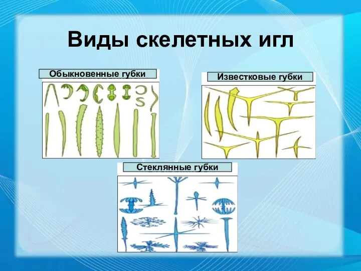 Виды скелетных игл Обыкновенные губки Стеклянные губки Известковые губки