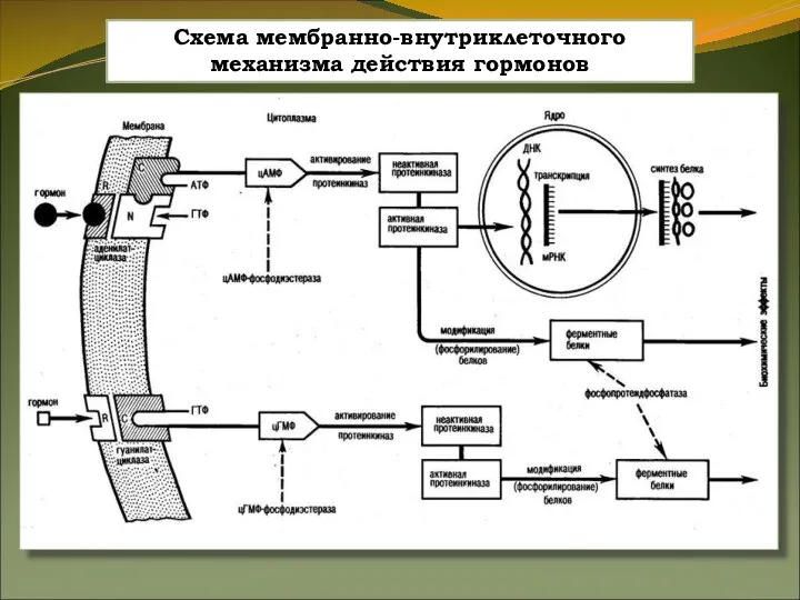 Схема мембранно-внутриклеточного механизма действия гормонов