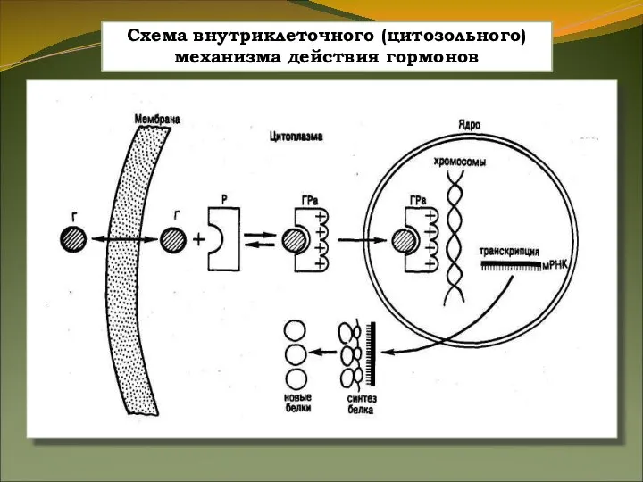 Схема внутриклеточного (цитозольного) механизма действия гормонов