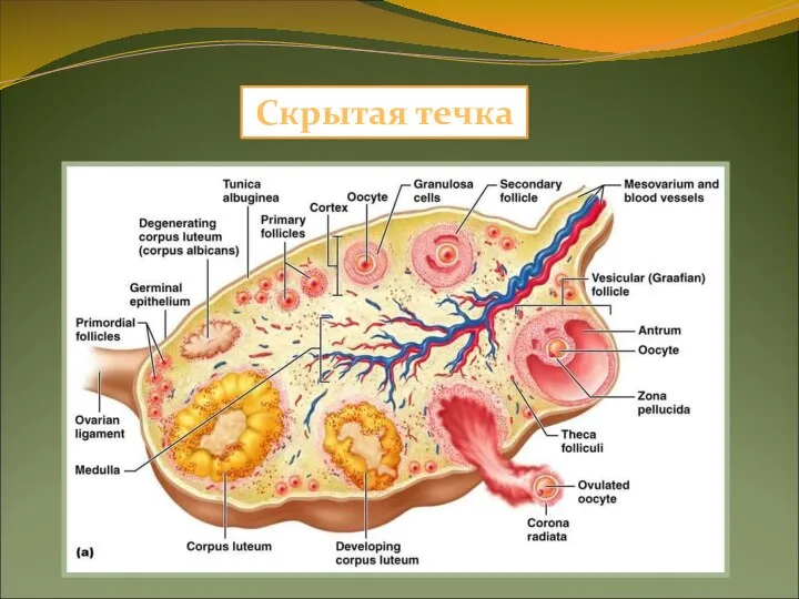 Скрытая течка