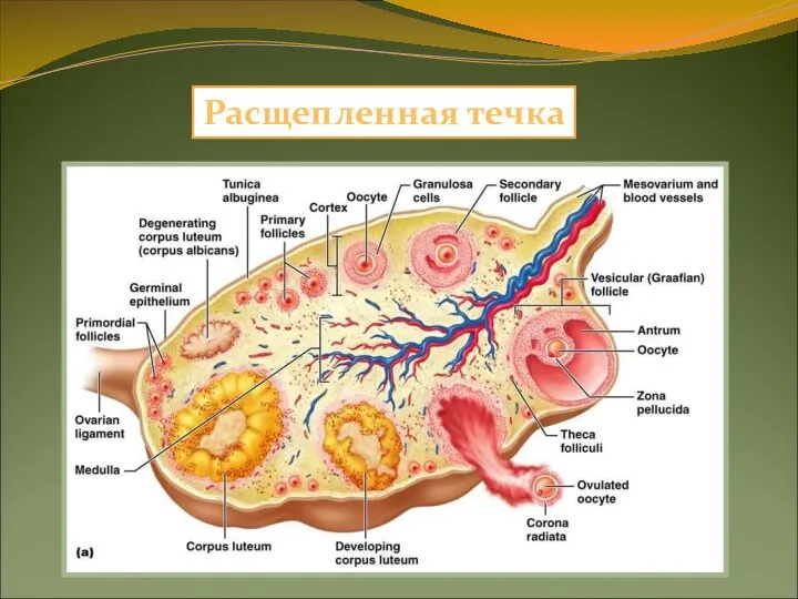 Расщепленная течка