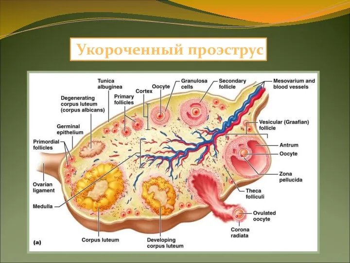 Укороченный проэструс