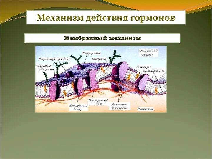 Мембранный механизм Механизм действия гормонов