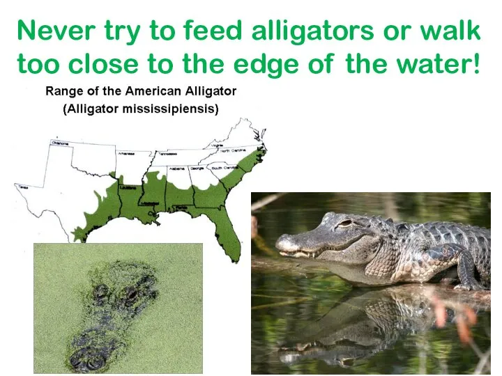 Never try to feed alligators or walk too close to the edge of the water!