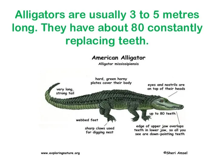 Alligators are usually 3 to 5 metres long. They have about 80 constantly replacing teeth.