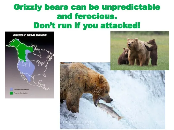 Grizzly bears can be unpredictable and ferocious. Don’t run if you attacked!
