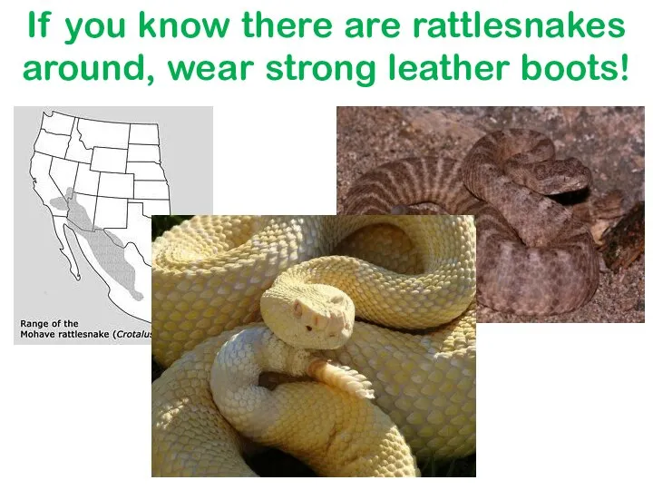 If you know there are rattlesnakes around, wear strong leather boots!