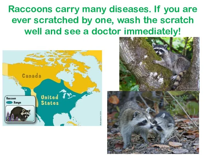 Raccoons carry many diseases. If you are ever scratched by one, wash