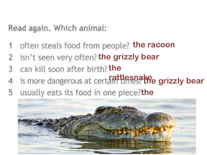 the racoon the grizzly bear the rattlesnake the grizzly bear the alligator