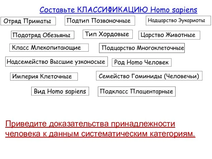 Приведите доказательства принадлежности человека к данным систематическим категориям.