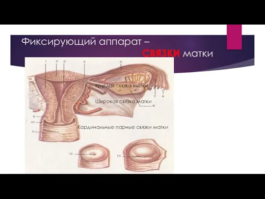 Фиксирующий аппарат – СВЯЗКИ матки Широкая связка матки Круглая связка матки Кардинальные парные связки матки